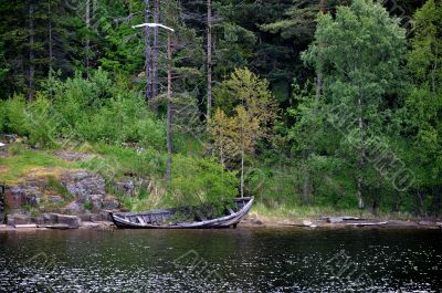 Coast of lake with the young tree