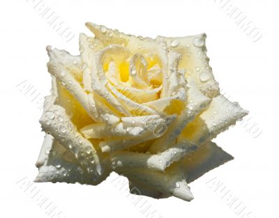 Beautiful bright yellow rose