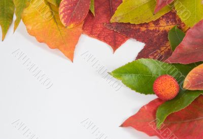 Autumn leaf composition