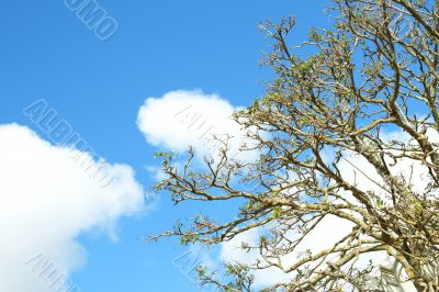 Tree against a sky in spring