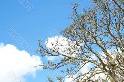 Tree against a sky in spring