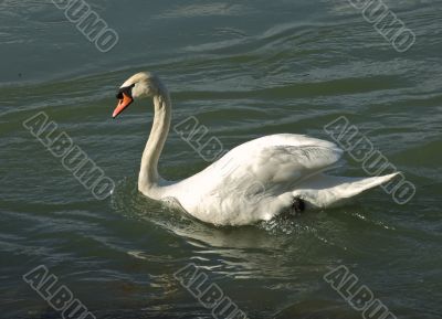 Swan swimming in river Drava in Croatia