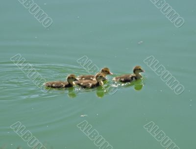 Very young ducklings swiming in a pond