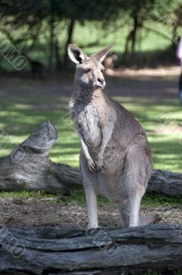 Kangaroo