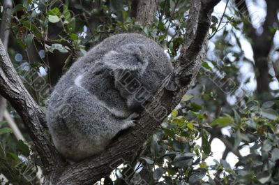 Koala 4