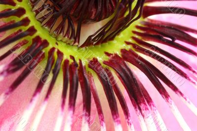 passion flower