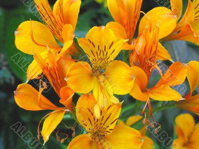 alstromeria aurea
