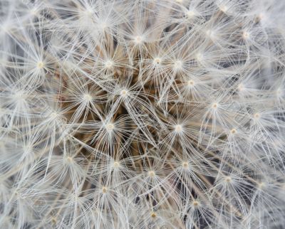 dandelion clock