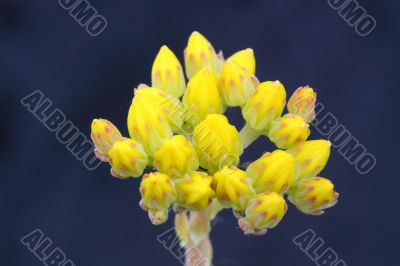 stonecrop