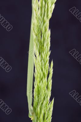 grass