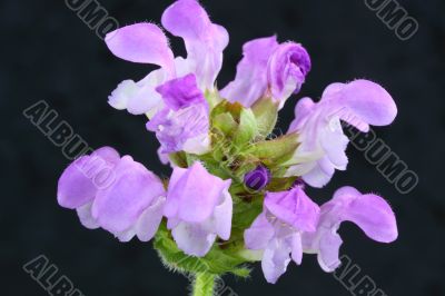 lamium maculatum
