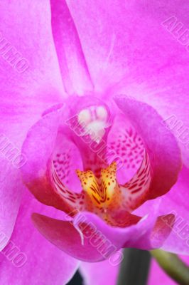 phalaenopsis orchid