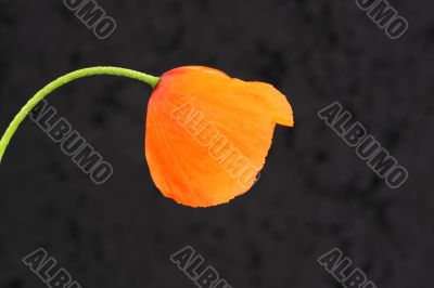 californian poppy