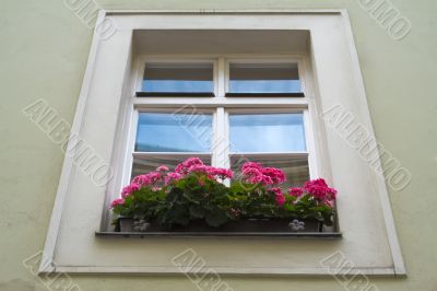 Flowerbox and window