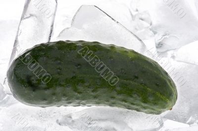 cucumber in the ice macro