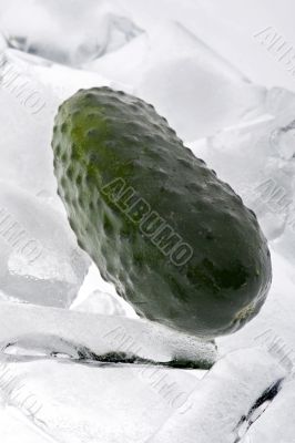 cucumber in the ice