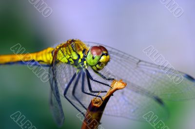 dragonfly outdoor