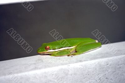 Green Frog