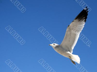 Seagull