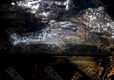 Alligator
