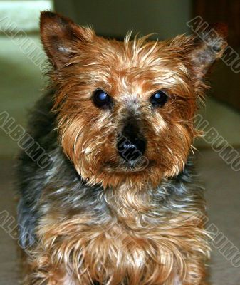 Cute Dog