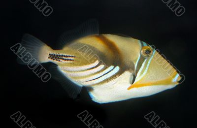 Fish Swimming