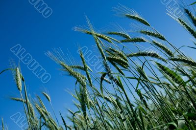 Unripe wheat heads