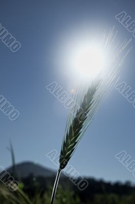 Single Wheat Head Blue sky