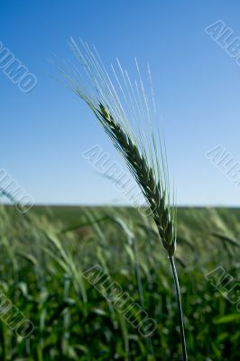 Isolated wheat head in  a field