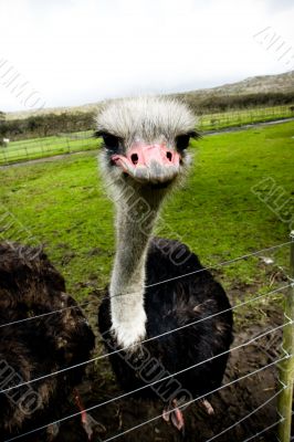 Grumpy ostrich