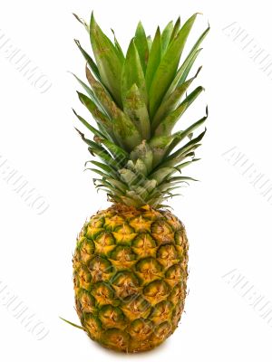 pineapple