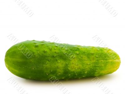 cucumber