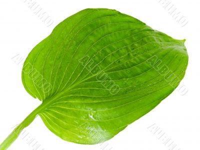 leaf