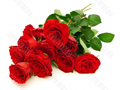 red roses