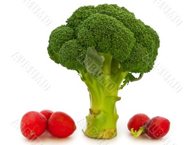 vegetable