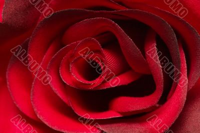 Red rose