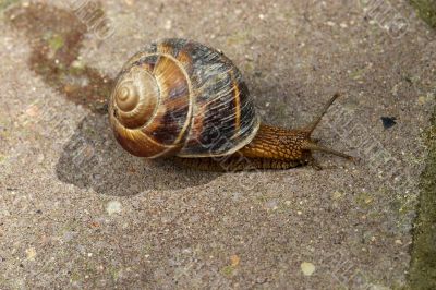 Snail