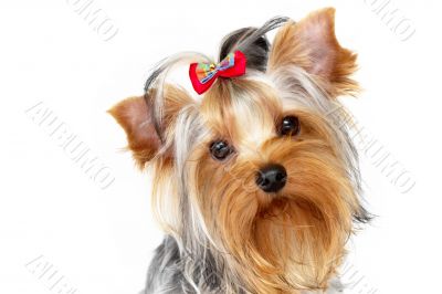 Yorkshire terrier
