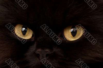 Black Cat