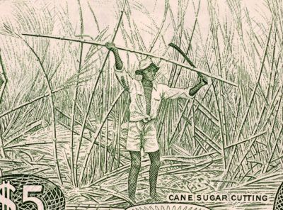 Sugar Cane Harvesting