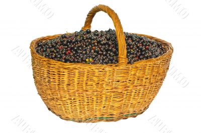 Black currant in a basket