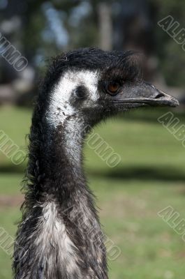 Emu