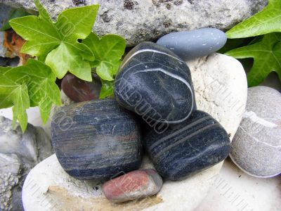 Stones and plants