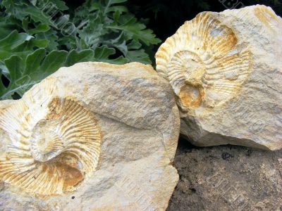 Fossil mollusks