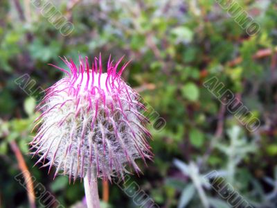 Meadow flower