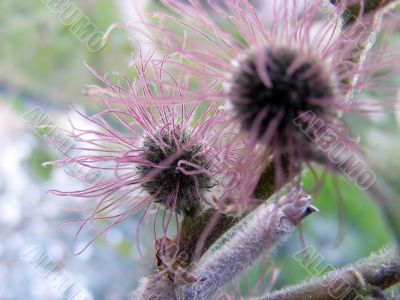 Garden plant