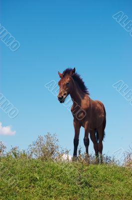 Brown horse grazing