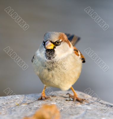 Portrait of a sparrow