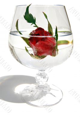 rose in water
