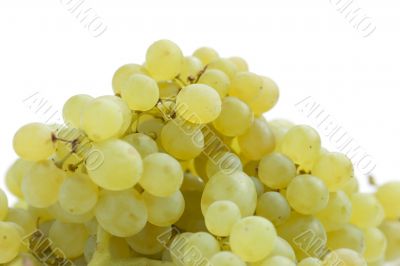 grapes on white close up